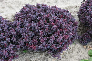 Dense clusters of rich purple Berberis 'Japanese Barberry' Purple 6" Pot shrubs growing in sandy soil.