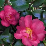 Camellia "Roseanne"