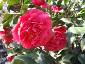 Camellia "Kramer’s Supreme"