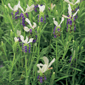 Lavender "Pippa White"