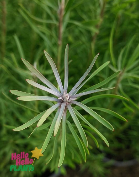 Close-up of Leucadendron 'Purple Haze' 6" Pot, highlighting whorled, pointed green leaves radiating from the central stem; "Hello Hello Plants" logo is visible in the corner.
