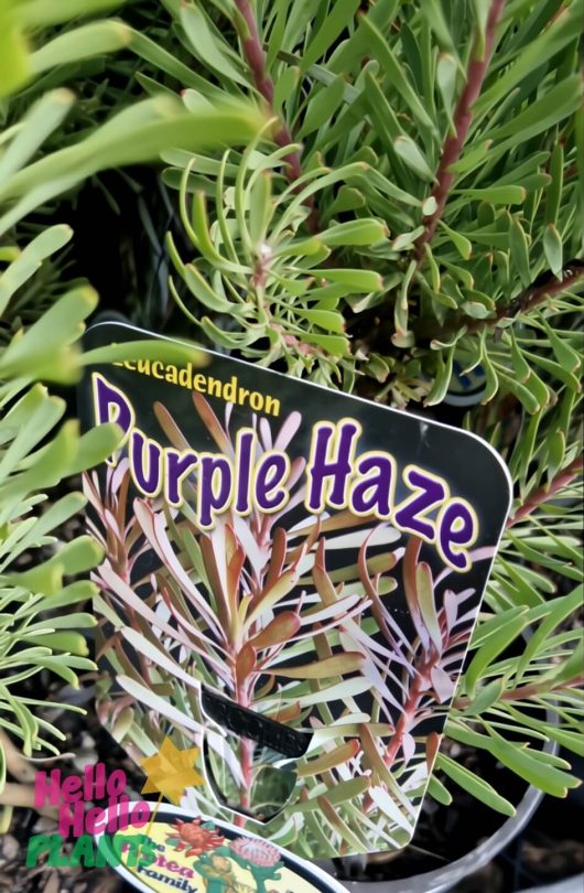 Leucadendron 'Purple Haze' with long, narrow green leaves is displayed in a 6" pot at the nursery.