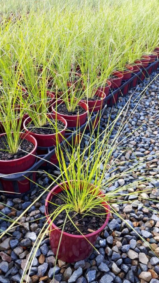 Lomandra 'Lime Divine' PBR 6" Pot