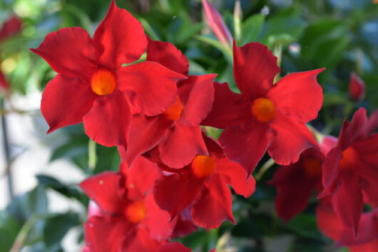 Mandevilla "Aloha Forever Red"