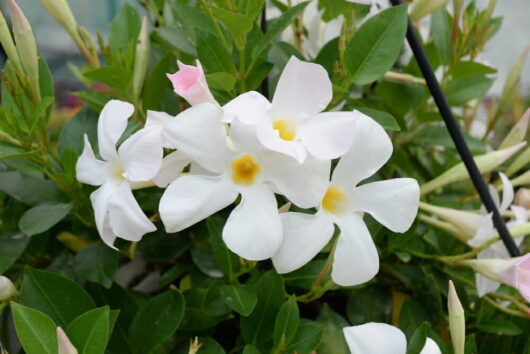 Mandevilla "Aloha Petite White"