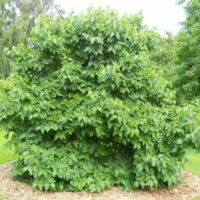 Morus "Black Mulberry"