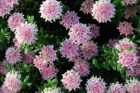 Pimelea "Sunset Blush"