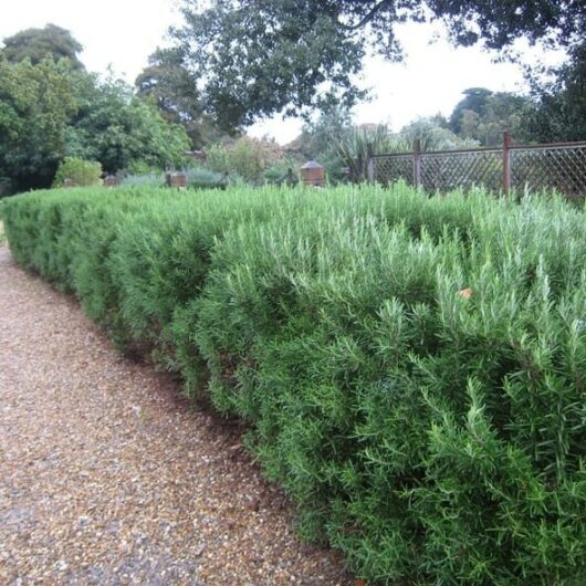 A neatly trimmed green hedge, interspersed with Rosmarinus 'Common Rosemary' 6" Pot, lines a gravel pathway, with trees and a wooden fence in the background.