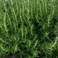 Close-up of lush, green Rosmarinus 'Common Rosemary' plant with dense, needle-like leaves.