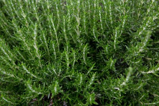 Close-up of lush, green Rosmarinus 'Common Rosemary' plant with dense, needle-like leaves.
