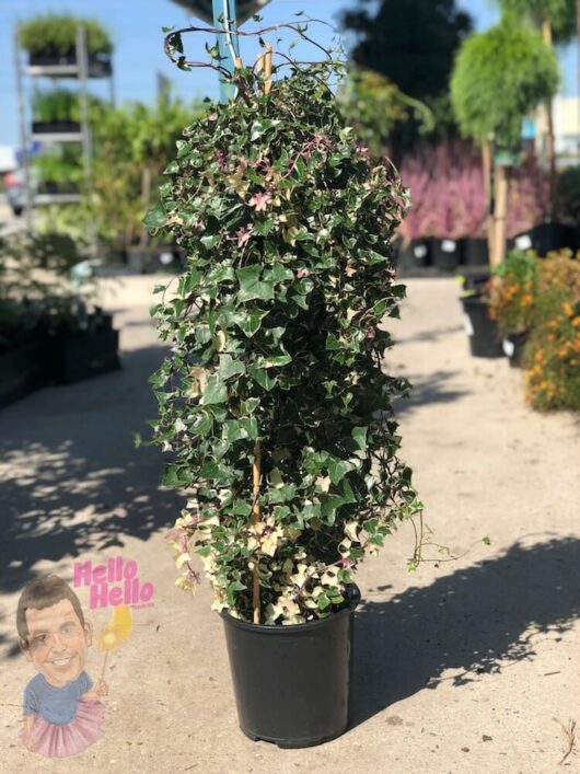 Potted Senecio 'Wax Vine' Variegated 8" Pot with dense foliage on display at a garden center.