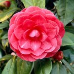 Camellia "C.M.Hovey"