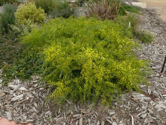 Acacia "Pot o’ Gold"