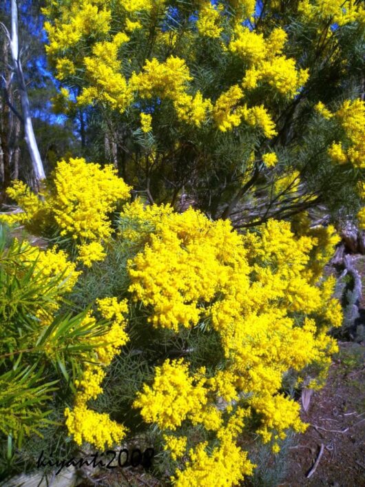 A vibrant yellow Acacia 'Snowy River Wattle' 6" Pot in full bloom.