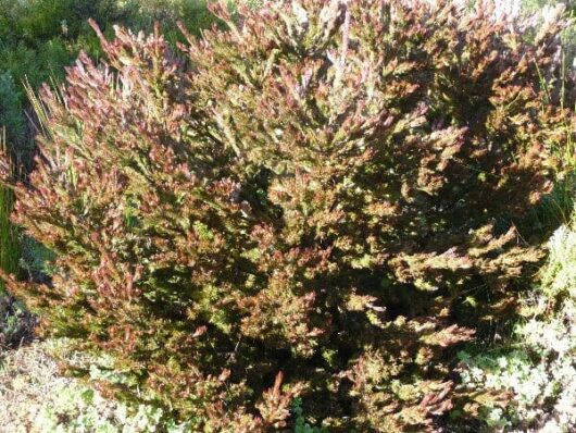 Woolly Bush "Bronze Glow"