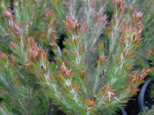 Adenanthos 'Bronze Glow' Woolly Bush with needle-like leaves showing new growth tips, housed in a 6" Pot.