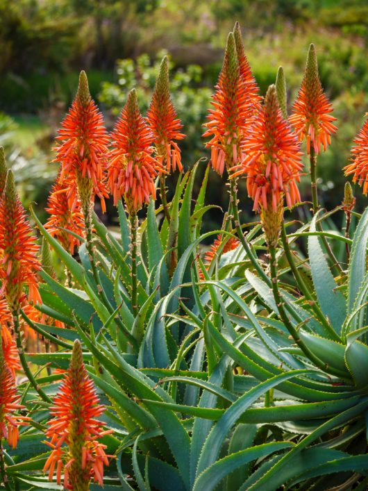 Aloe Always Red bright red flower spikes on green spiky foliage of aloe