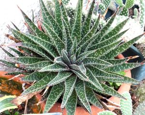 Aloe 'Lace Aloe' 6" Pot with thick, pointed leaves covered in white spots, growing in a terracotta pot.
