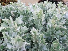 Atriplex 'Silver Holly' 6" Pot