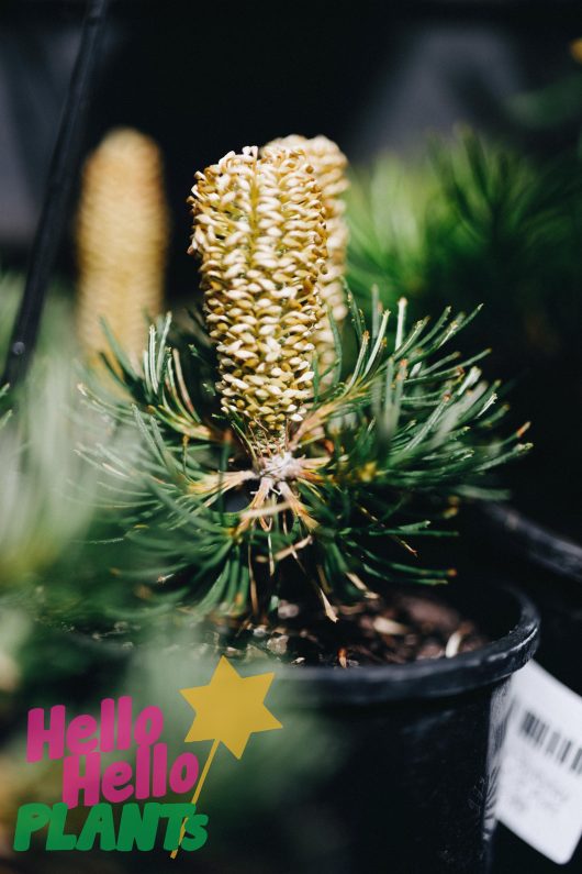 A close up of a Banksia 'Birthday Candles'