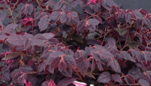 Loropetalum "Blush"