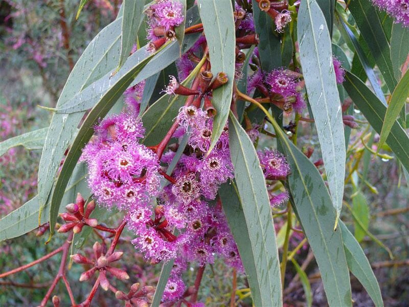 Gums, Eucalyptus & Corymbia