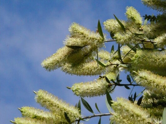 Branches with fluffy, yellow blossoms of the Callistemon 'Candelabra' 6" Pot plant against a clear blue sky.