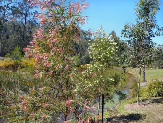 Callistemon "Willow Bottlebrush Red"