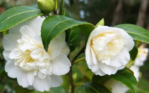 Camellia "Man Size"