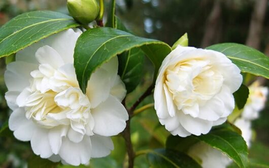 Camellia "Man Size"