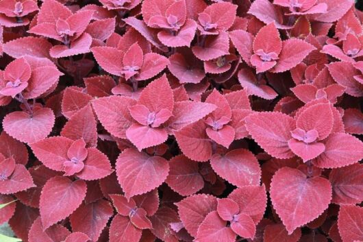 Close-up of numerous serrated red leaves clustered together, resembling the vibrant Coleus 'Ruby Slipper' available in a decorative 6" pot.