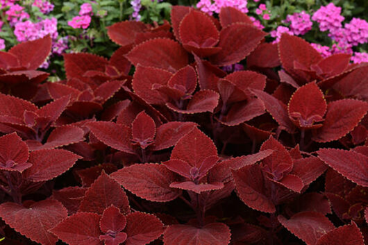 Deep red Coleus 'Ruby Slipper' 6" Pot plants in the foreground with pink flowers in the background.