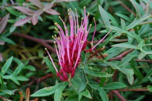 Grevillea "Carpet Crawl"