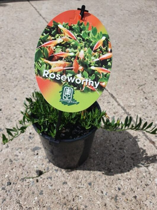 Eremophila 'Roseworthy' 6" Pot