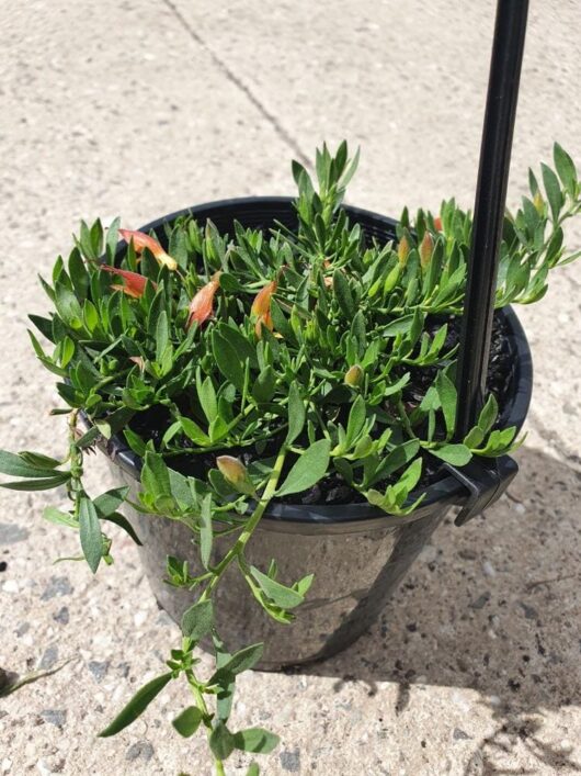 Eremophila 'Roseworthy' 6" Pot