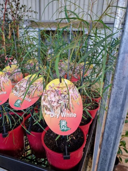 Eucalyptus 'Dry White' 6" Pot