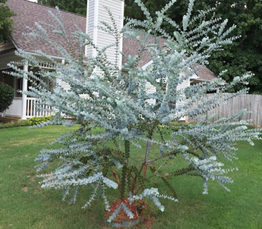 Eucalyptus "Silver-Leaved Mountain Gum"