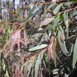 Eucalyptus "Dry White"