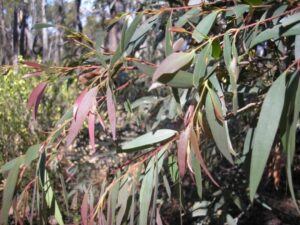 Eucalyptus "Dry White"