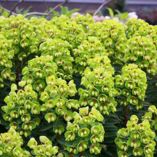 A dense cluster of Euphorbia 'Baby Charm' plants showcases green flowers with small red centers, rounded leafy bracts, and a background of lush foliage, all presented in a 6" pot.