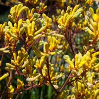 Anigozanthos 'Gold Velvet™' Kangaroo Paw 8" Pot