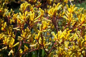 Anigozanthos 'Gold Velvet™' Kangaroo Paw 8" Pot
