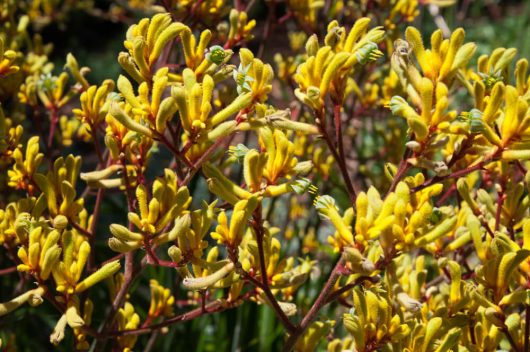 Anigozanthos 'Gold Velvet™' Kangaroo Paw 8" Pot