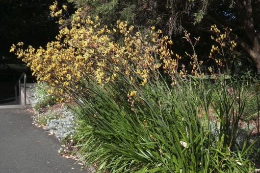 Anigozanthos 'Gold Velvet™' Kangaroo Paw 8" Pot