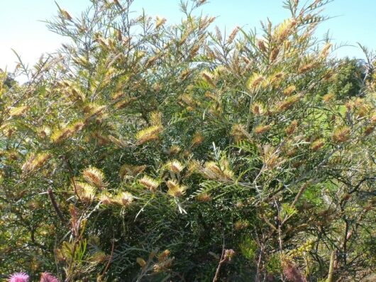 Grevillea "Strawberry Blonde"