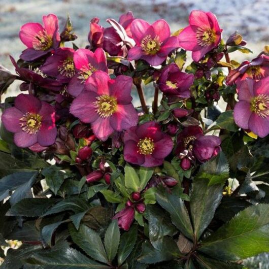 Helleborus "Ice 'n Roses"