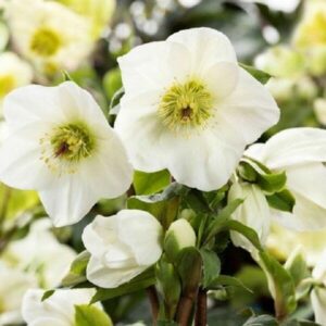 Helleborus "Ice 'n Roses White"