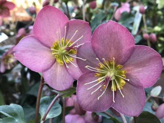 Helleborus "Ice 'n Roses Rose"