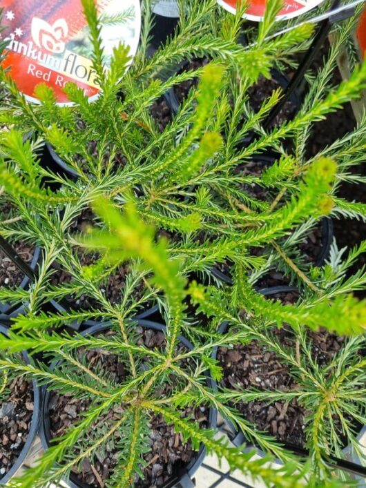 Banksia 'Red Rover'