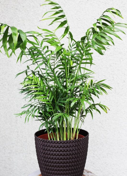 Parlour Palm potted Chamaedorea elegans potted plants with saucer tray for water